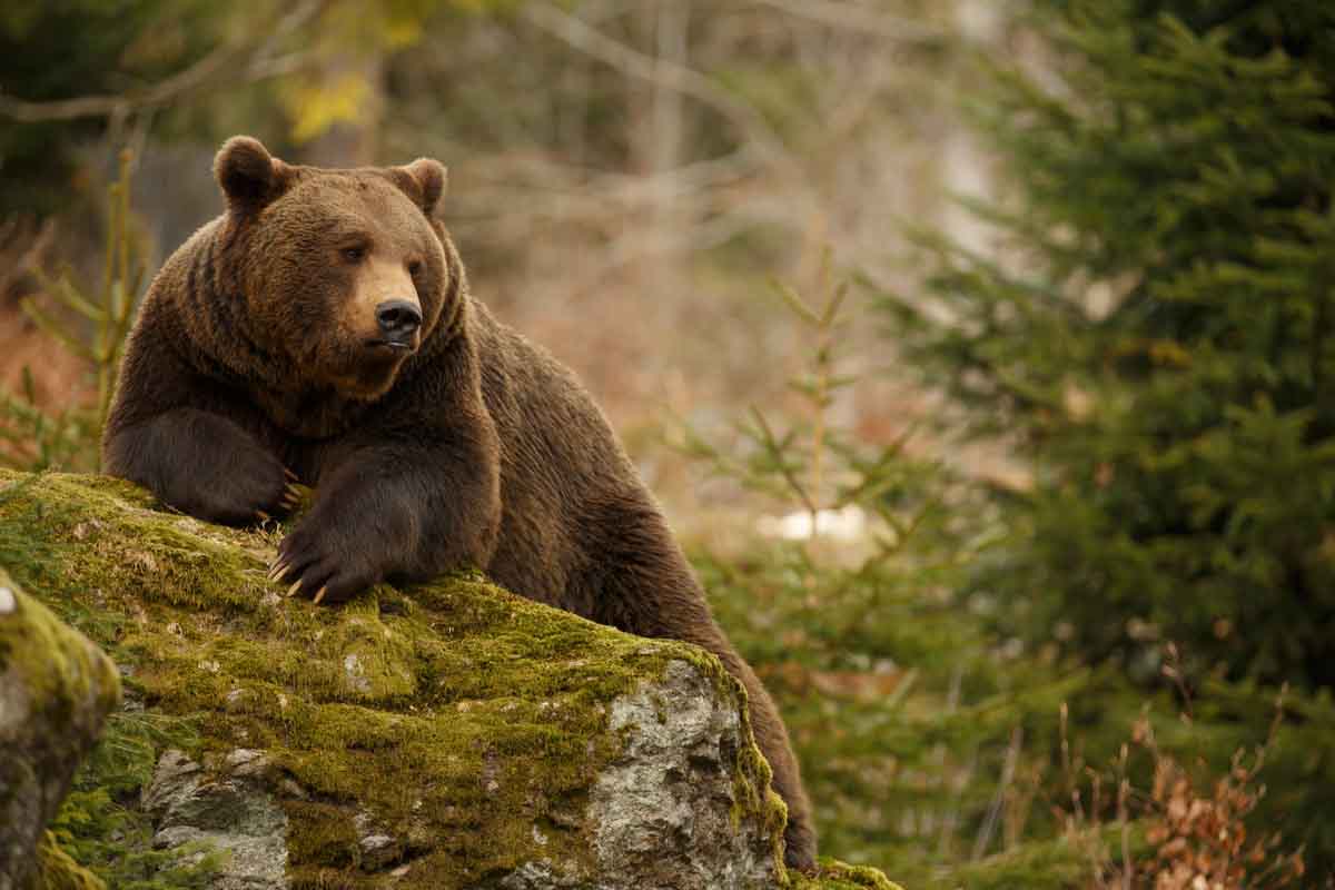 orso bruno