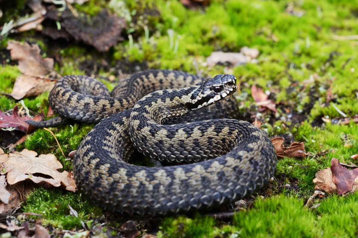 vipera