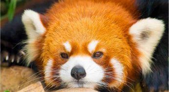 Animali in via di estinzione, le specie a rischio che sono il grido d’allarme del pianeta