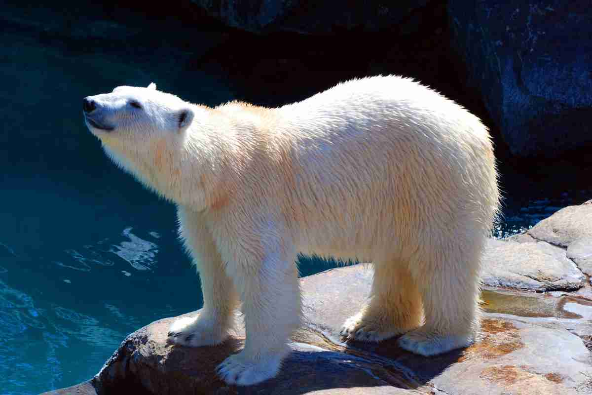 animali in via di estinzione nel mondo