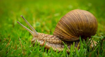 Lumaca Greta Thunberg: scoperta una nuova specie
