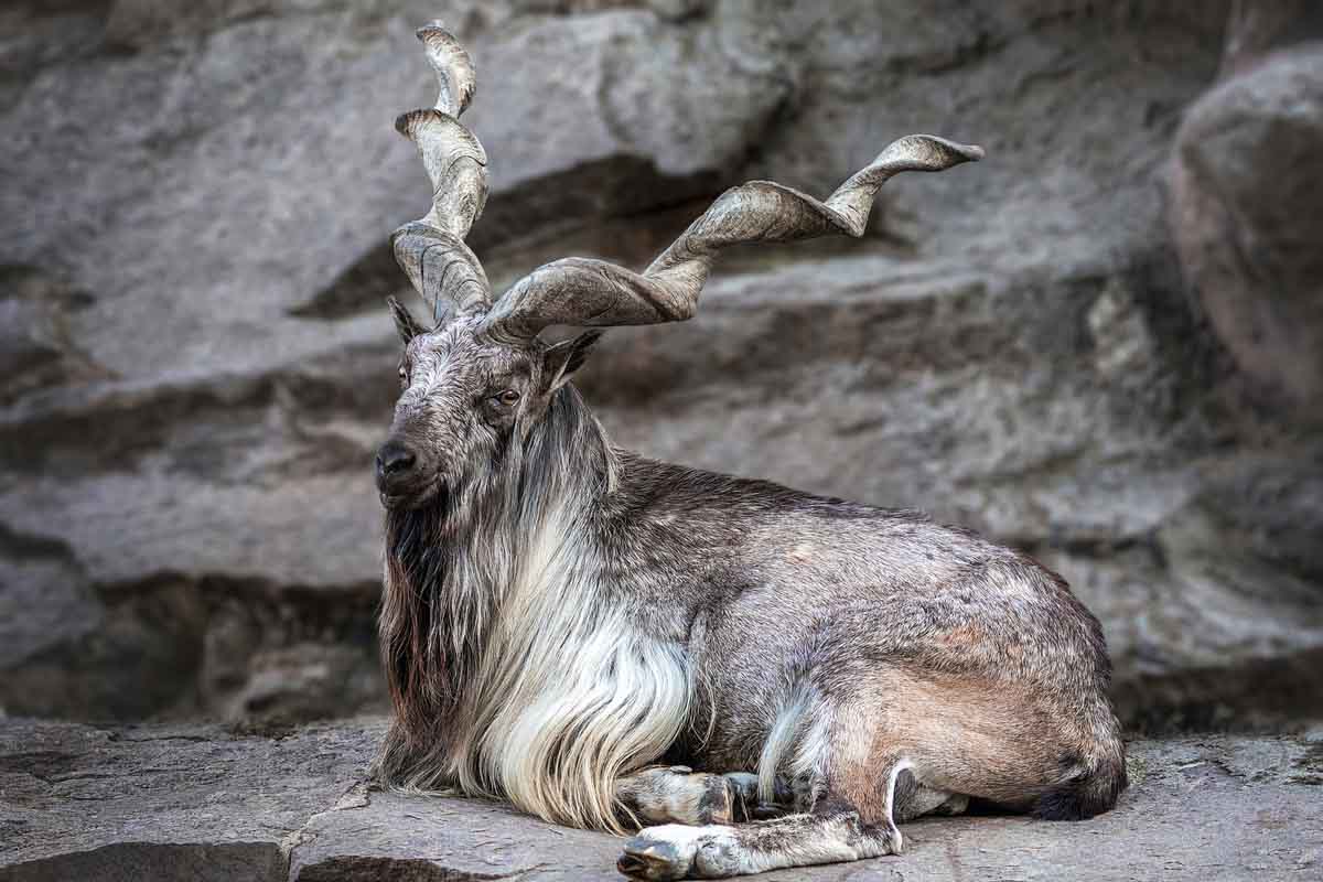 markhor