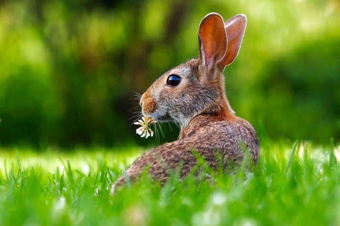 Pasqua green Pasqua green