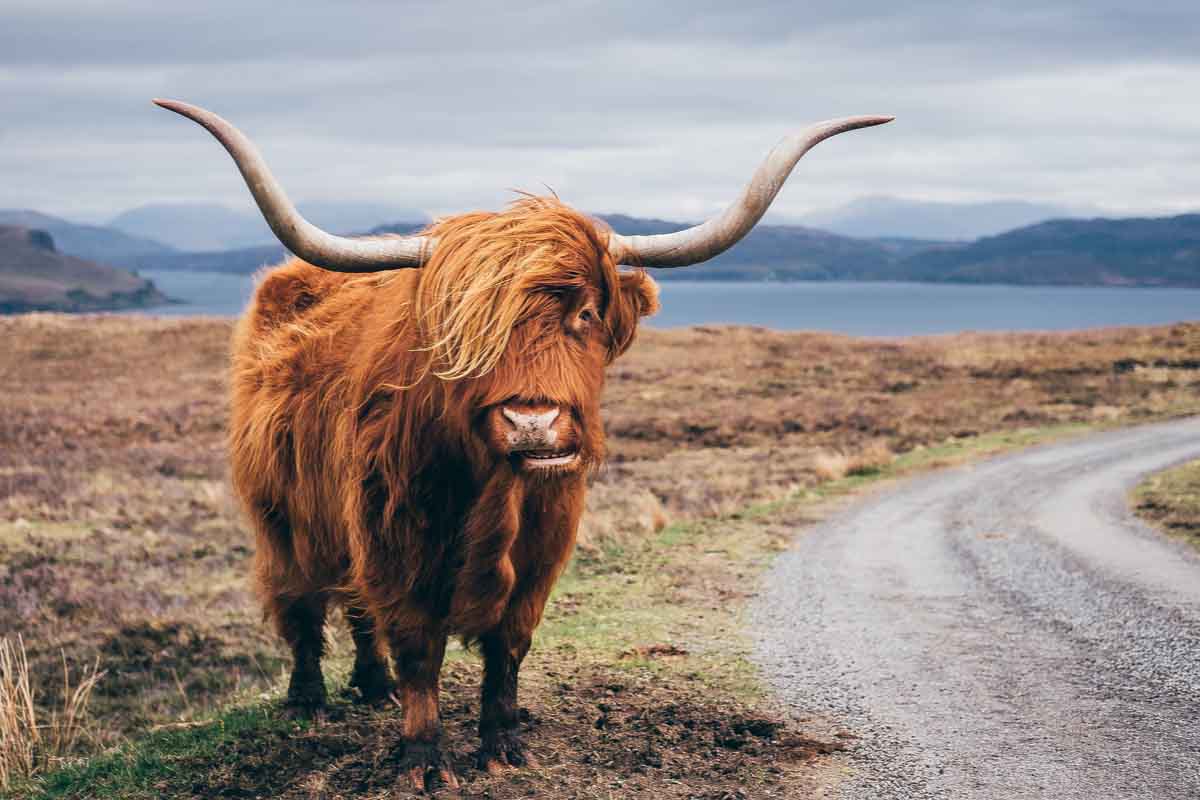 yak