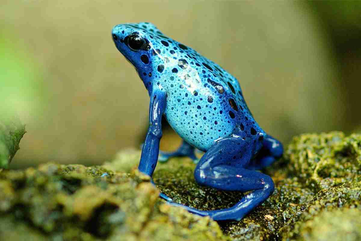 Animali Anfibi Strani - Rana blu