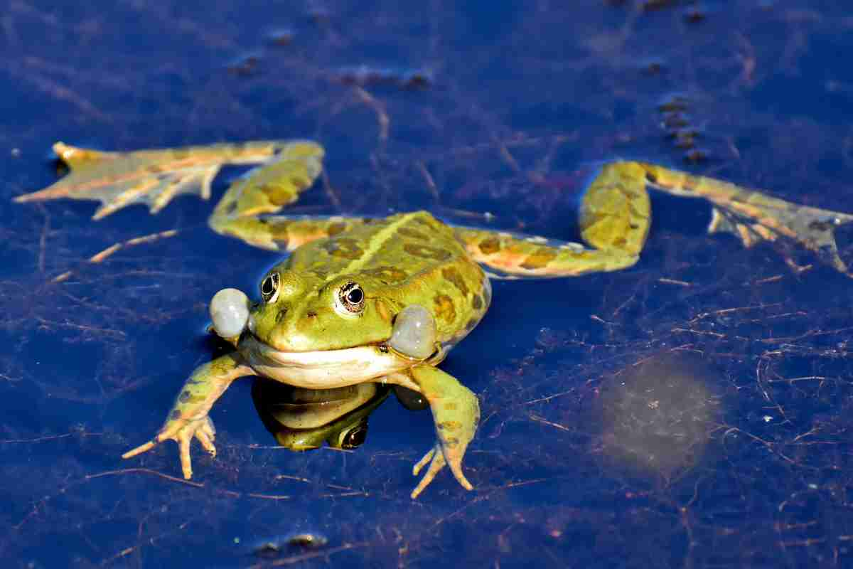 Animali anfibi curiosita