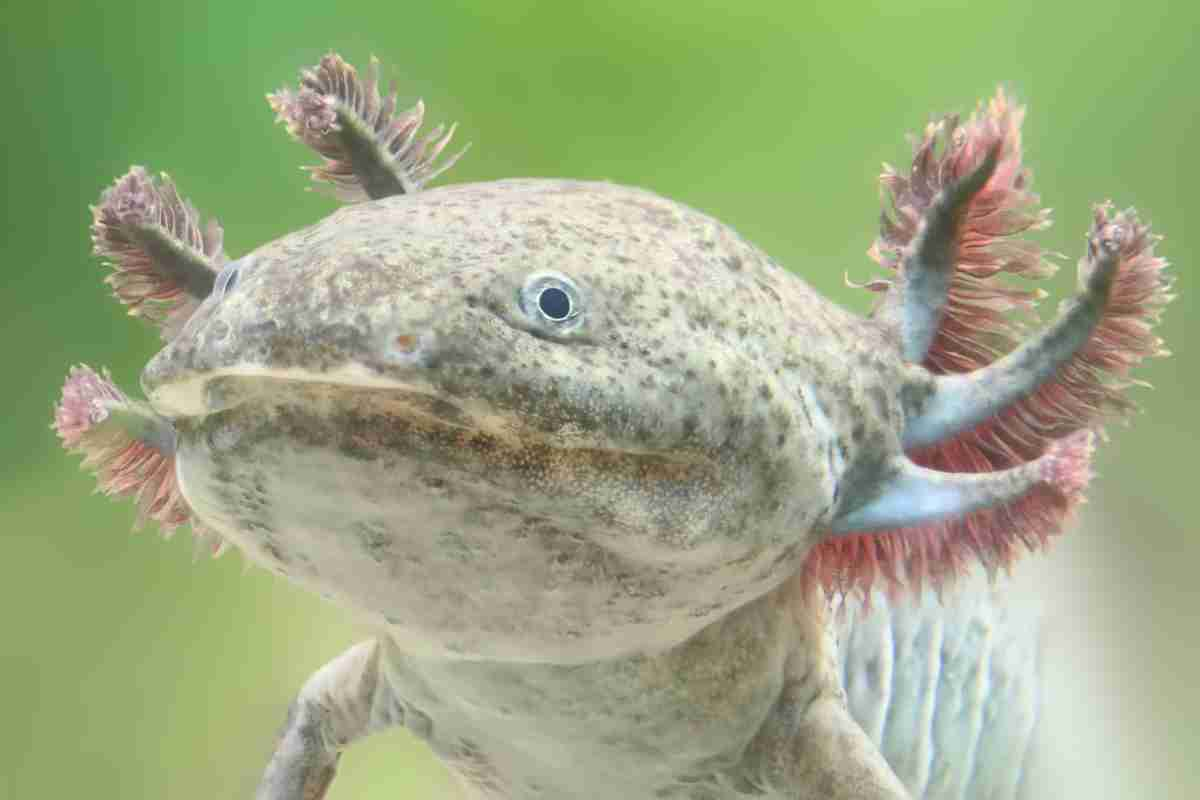 Axolotl del Messico