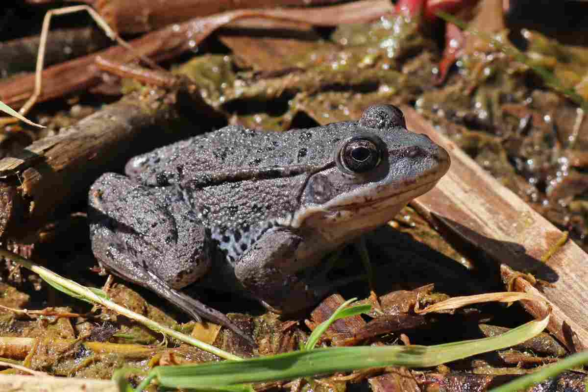 Rana Temporaria