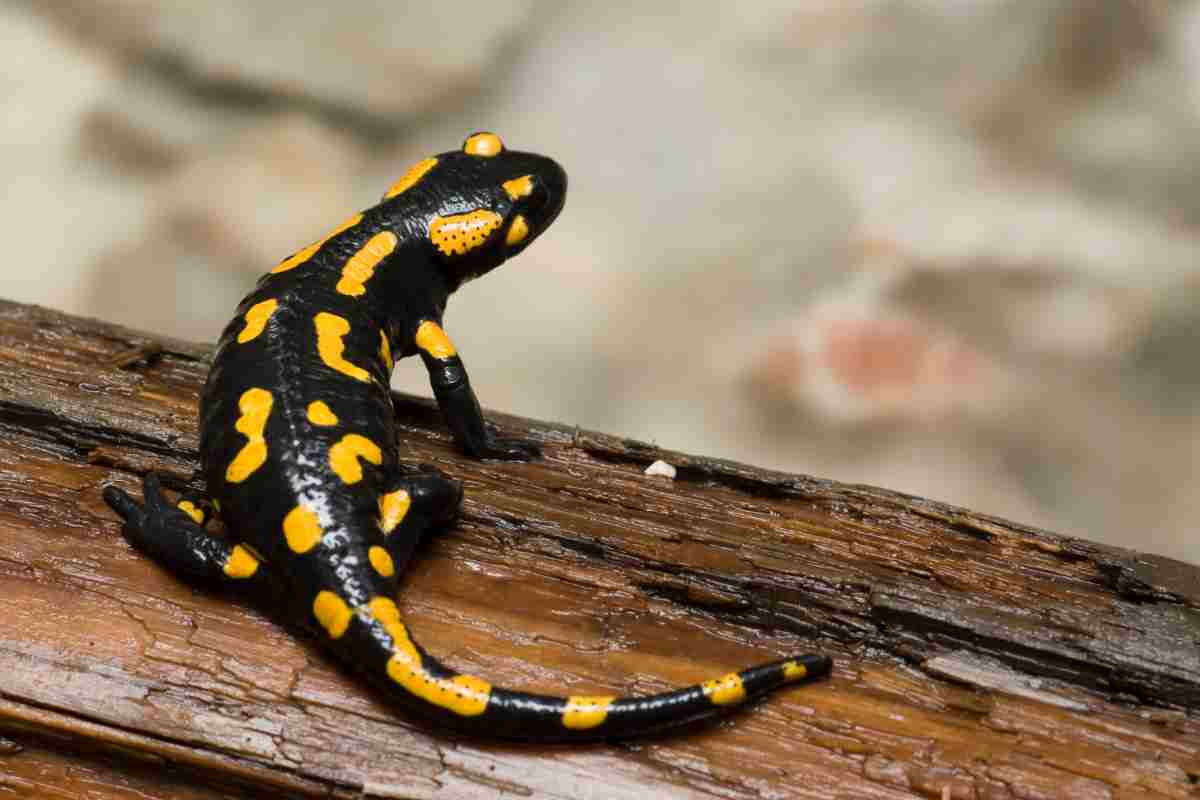 Salamandra Pezzata, tra gli animali anfibi più diffusi