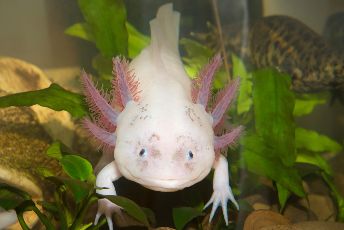 Animali anfibi, Axolotl