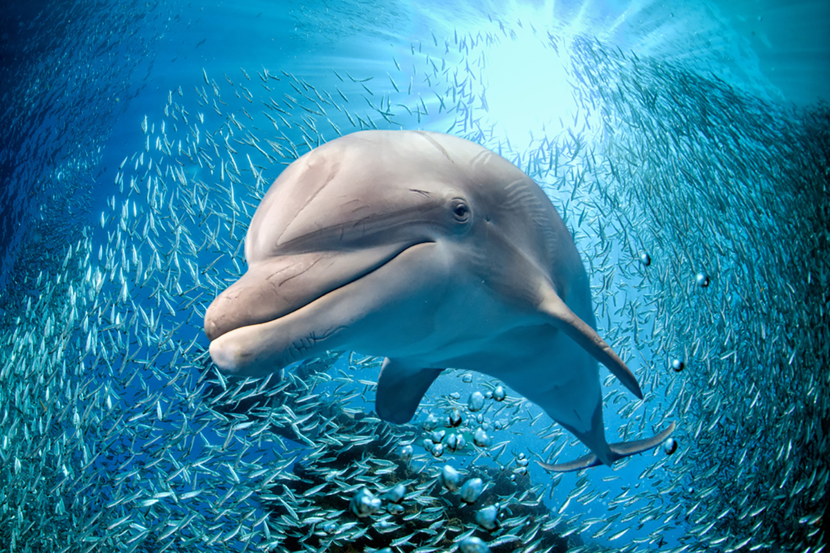 Che animale sei test, risultato delfino