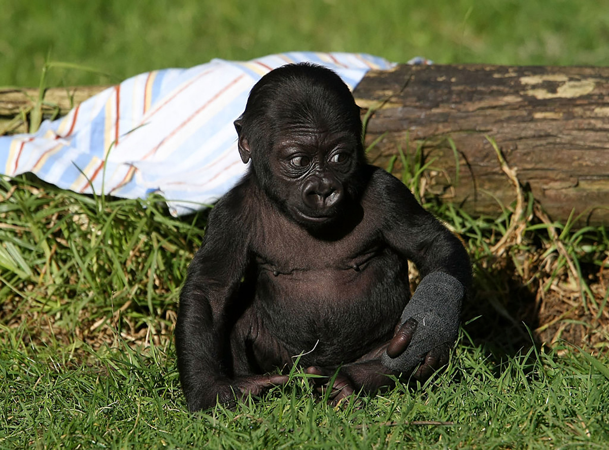 Foto Animali Le Immagini Piu Belle Dei Fotografi Di Tutto Il Mondo Ecoo It