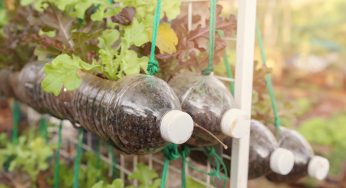 Riciclo della plastica: giardino verticale con le bottiglie recuperate