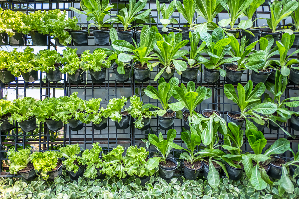 Orto verticale: cosa si può seminare in terrazzo