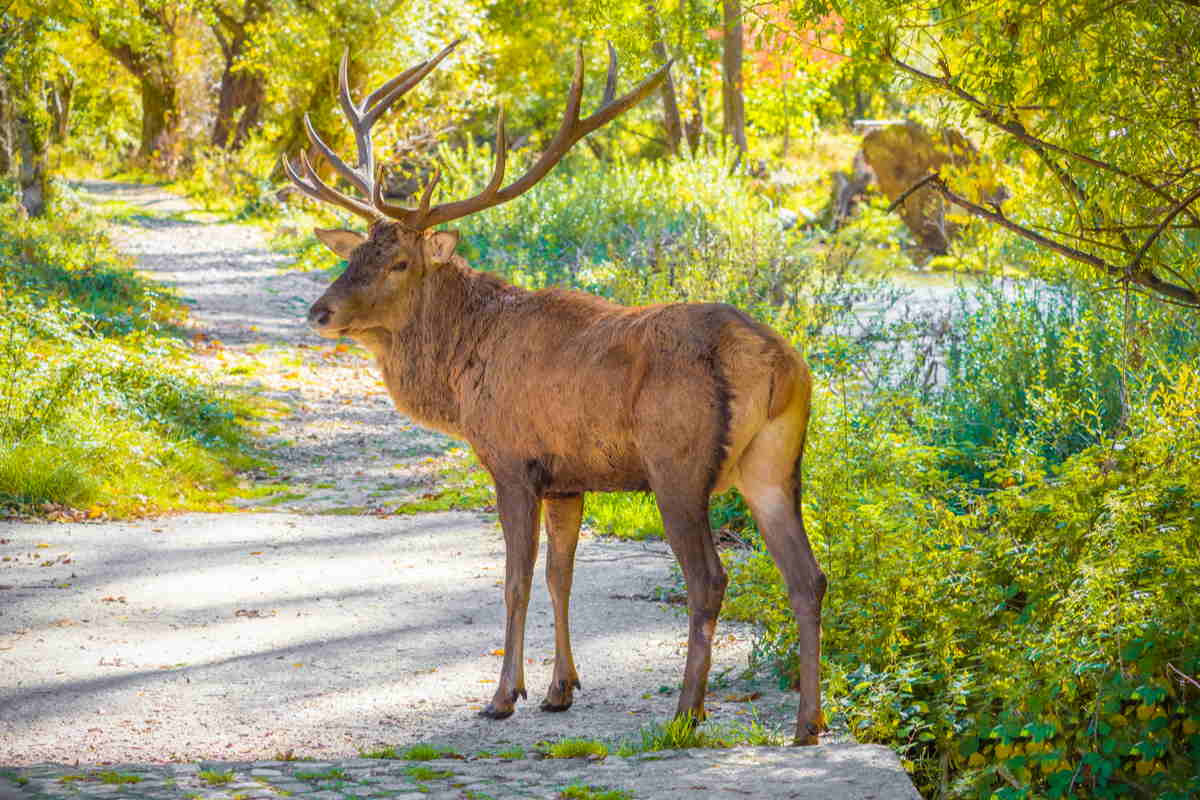 Cervo in una riserva naturale