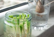 Come utilizzare gli scarti delle verdure per nuove piante