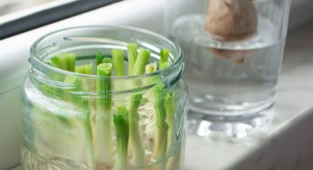 Scarti verdure: come riutilizzarli per produrre nuove piante