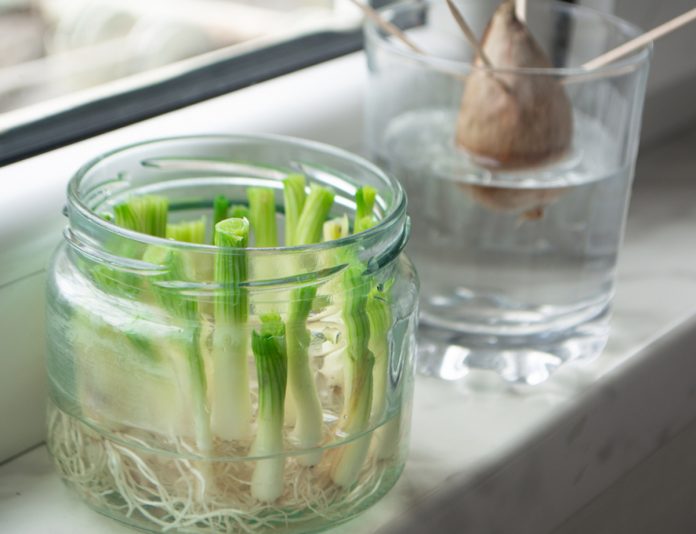 Scarti verdure Come utilizzare gli scarti delle verdure per nuove piante