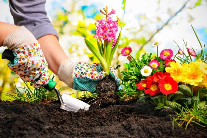 Come seminare fiori Come seminare fiori