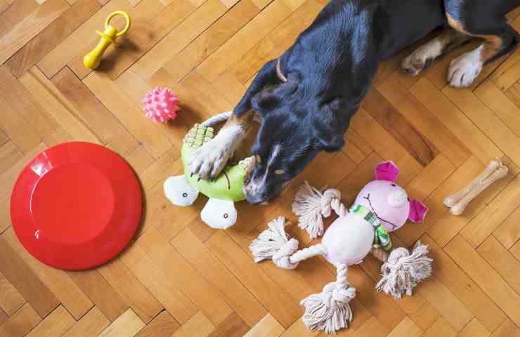 scegliere accessori e giochi per cani