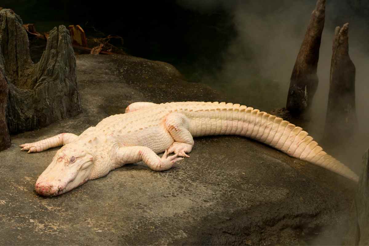 Alligatore albino