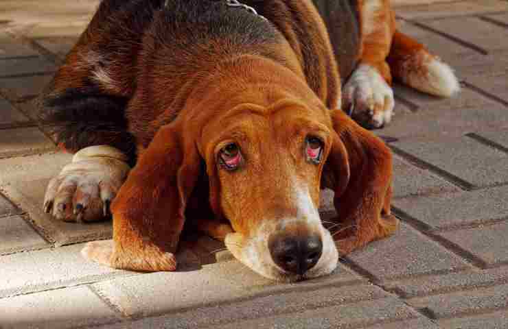 Basset Hound taglia media