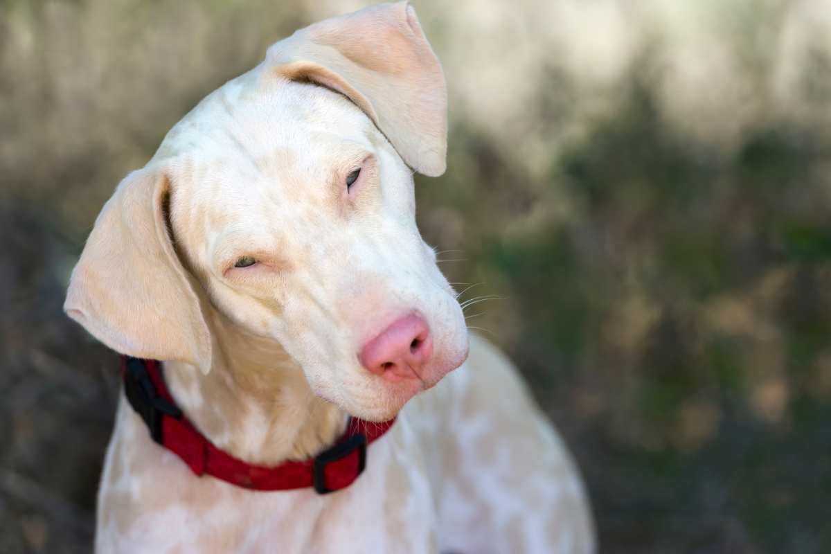 Cane albino
