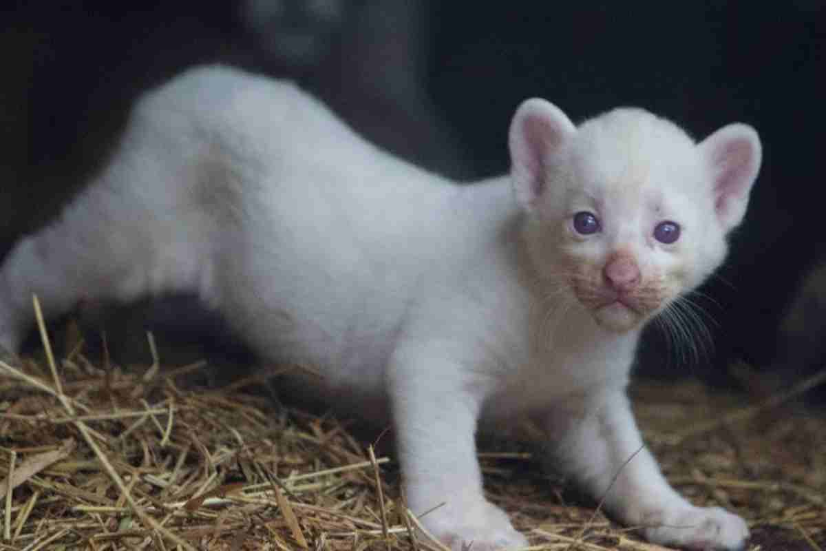 Cucciolo di puma albino