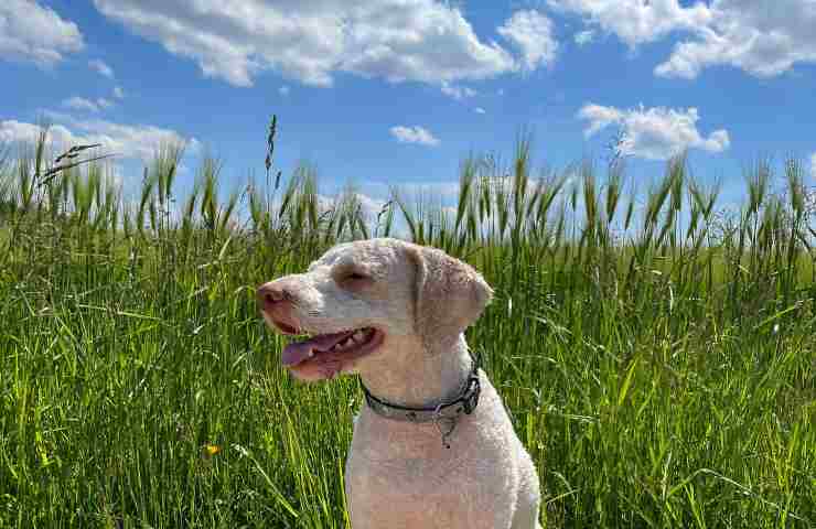 Lagotto romagnolo razza italiana