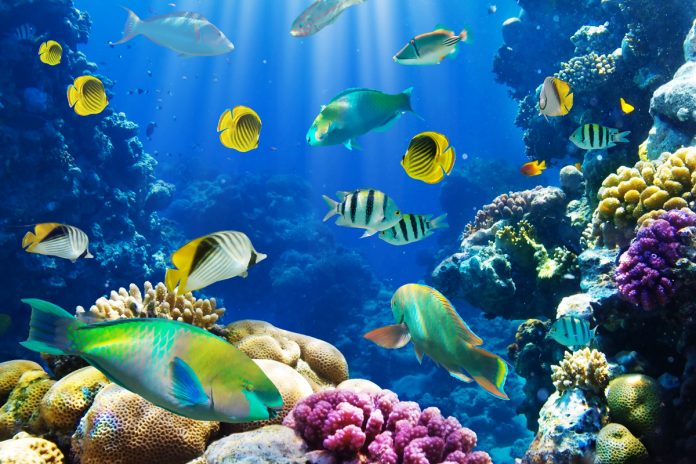 Pesci migrano verso i Poli Un gruppo di pesci in acqua. Sempre più specie migrano verso i Poli