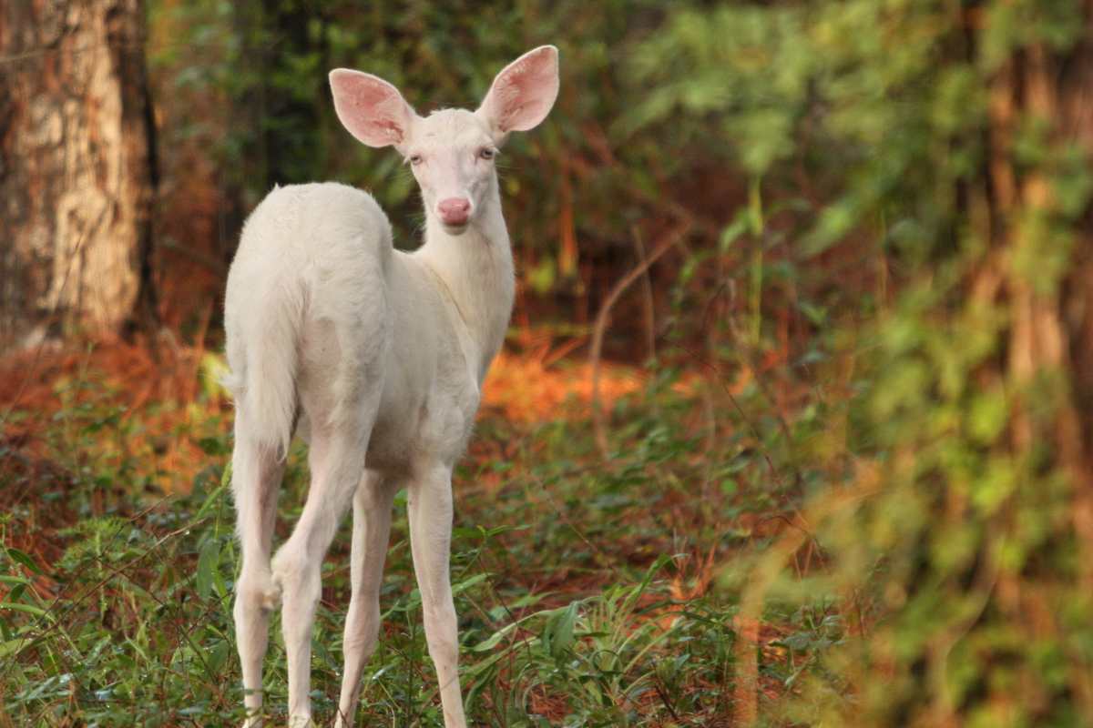 Problemi di salute per gli animali albini