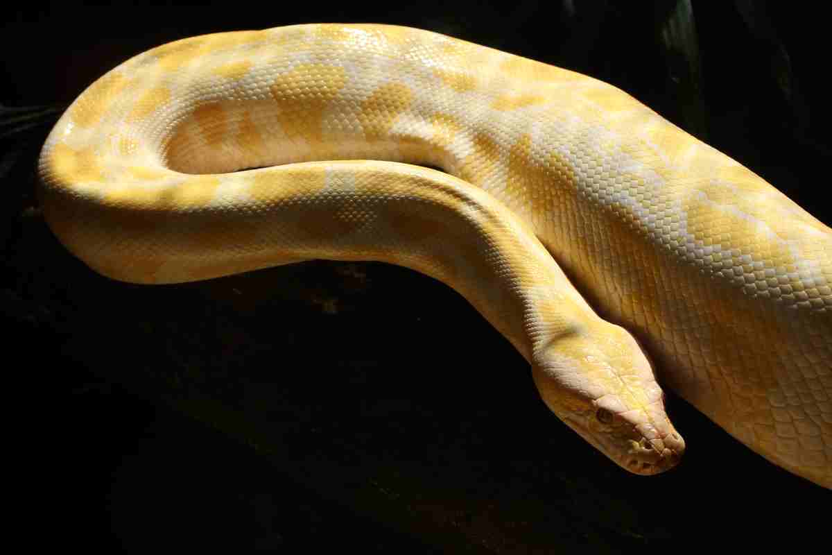 Serpente albino