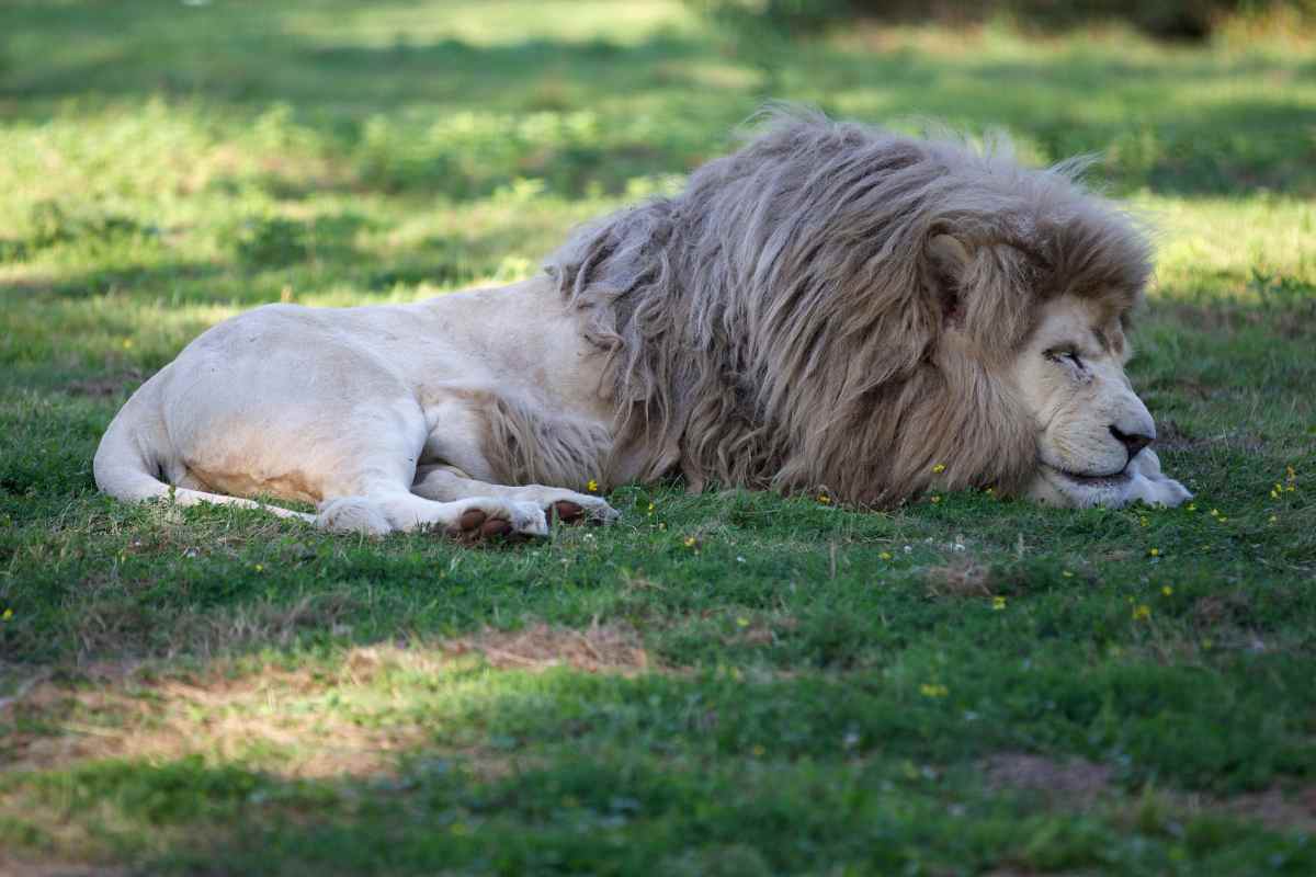Un leone bianco