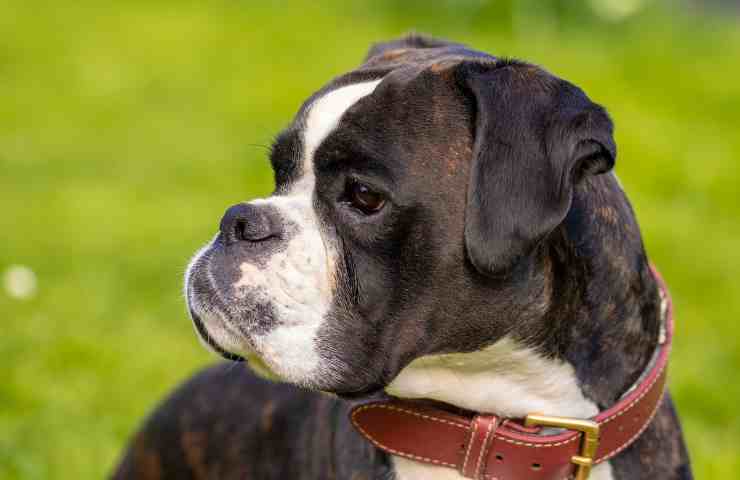 carattere del boxer
