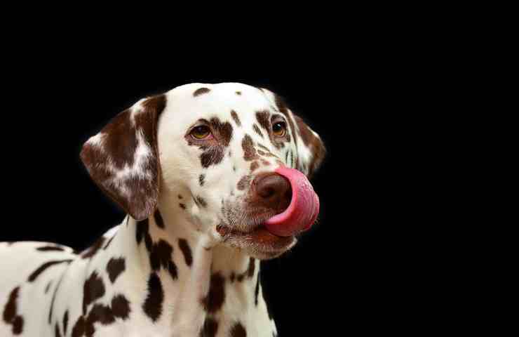 dalmata pelo corto
