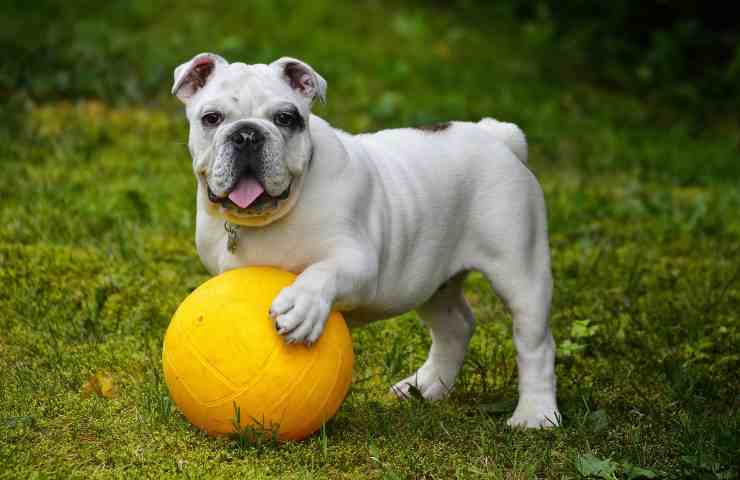 razze cani amate