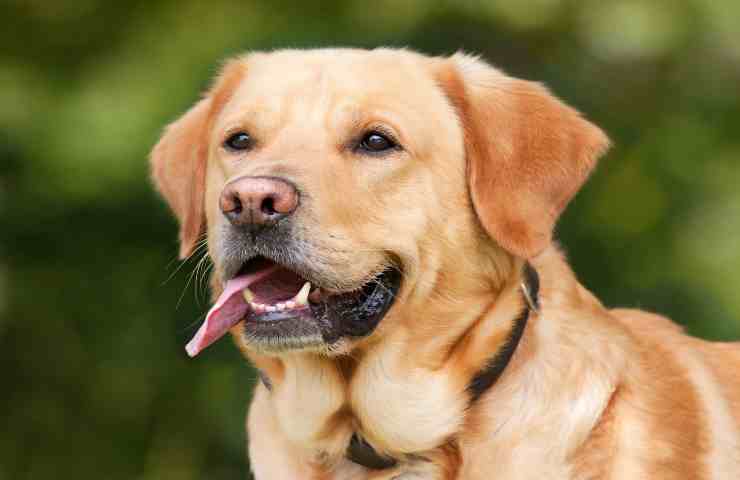 labrador amico dei bambini