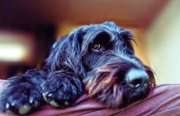caratteristiche schnauzer