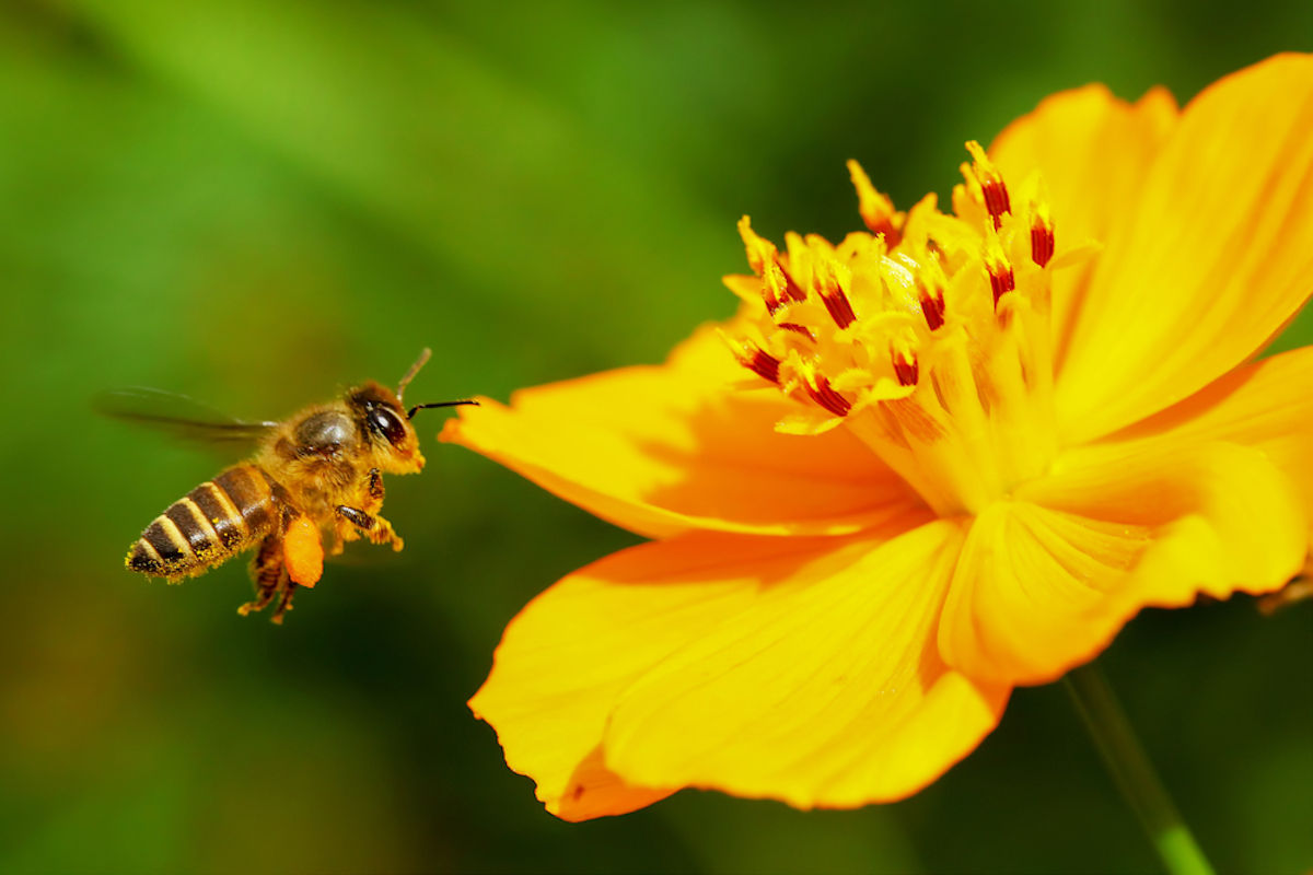 Alveare hi-tech: ape con fiore giallo