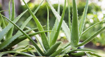 Come coltivare l’aloe vera in piena terra e in vaso: tutti i consigli utili