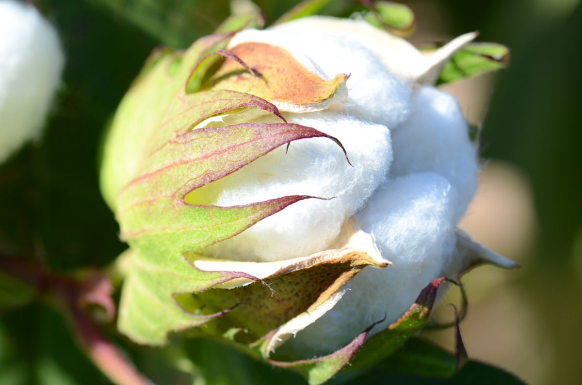 стебель хлопчатника