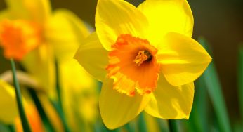 Come coltivare il narciso in vaso: guida facile e veloce