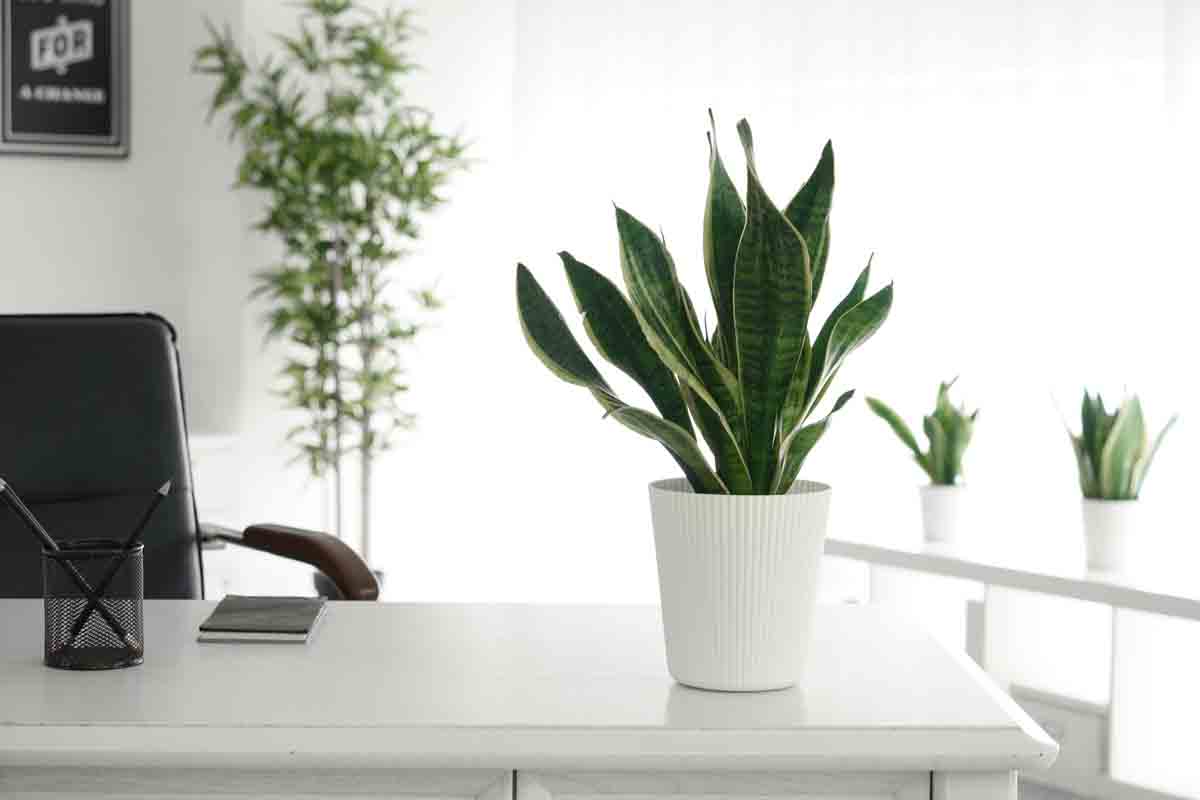 Sansevieria