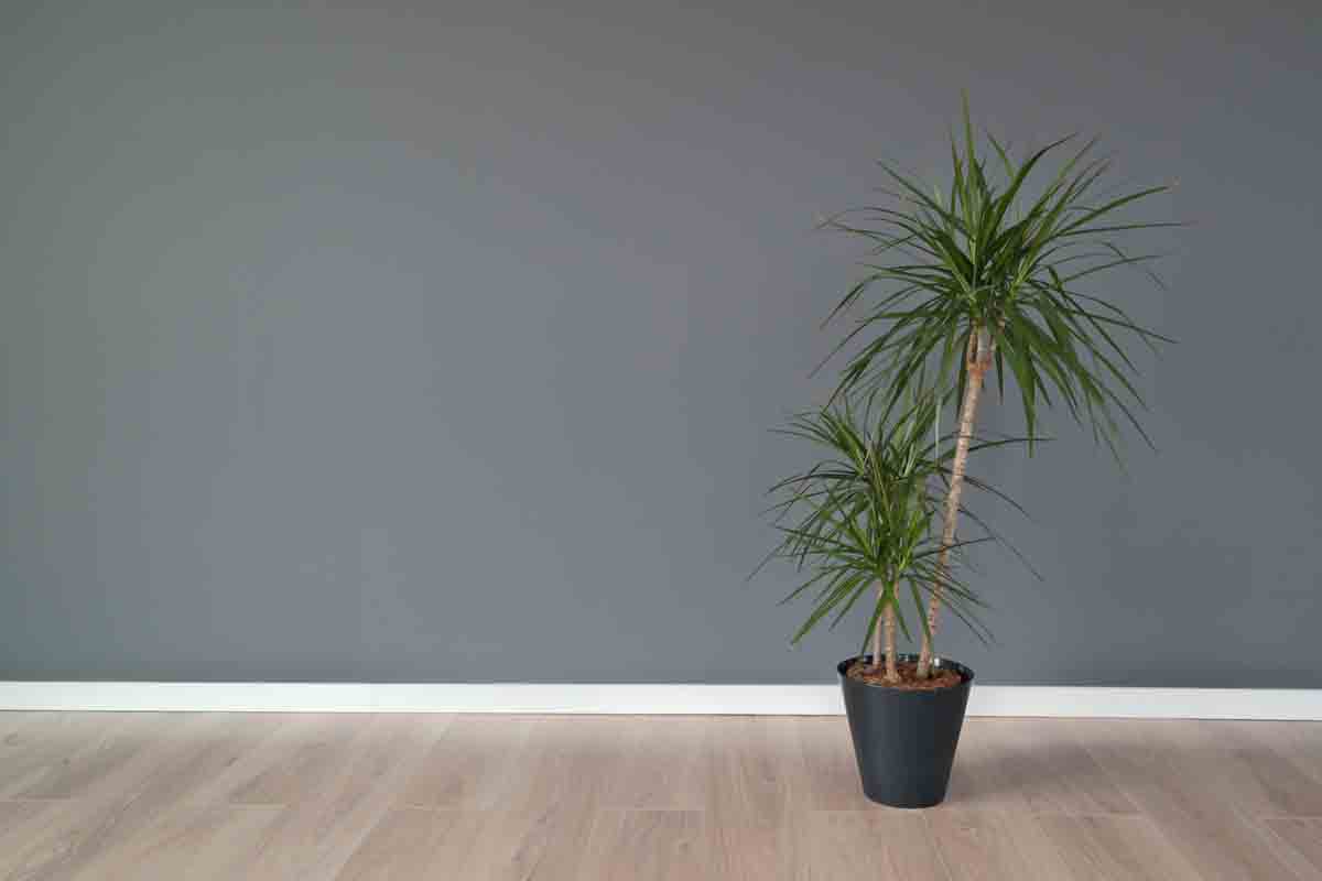 dracena