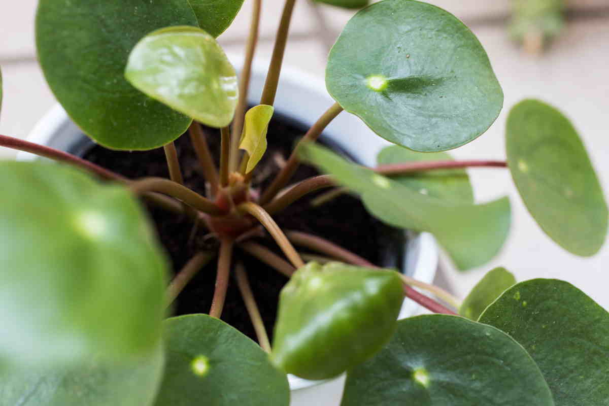 Pilea Peperomioides