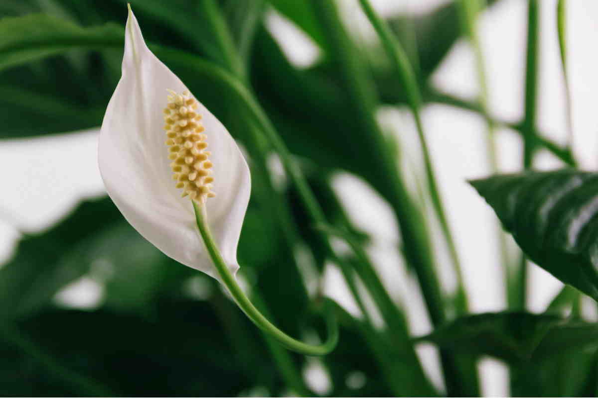 Spathiphyllum