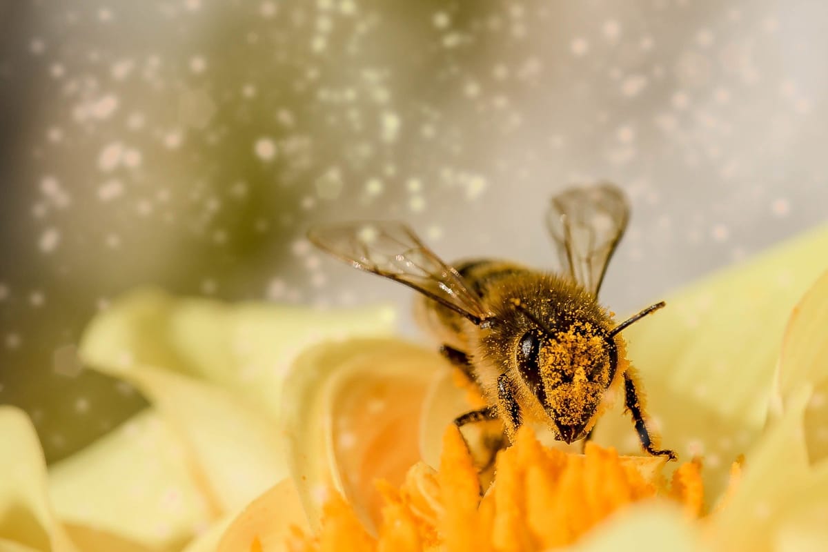 Ape coperta di polline su un fiore giallo