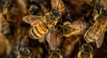 Perché le api sono importanti per l’ecosistema
