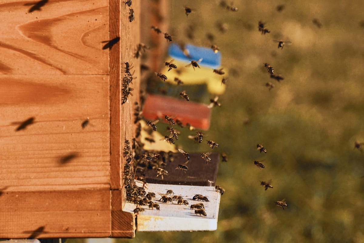 colonia di api in allevamento