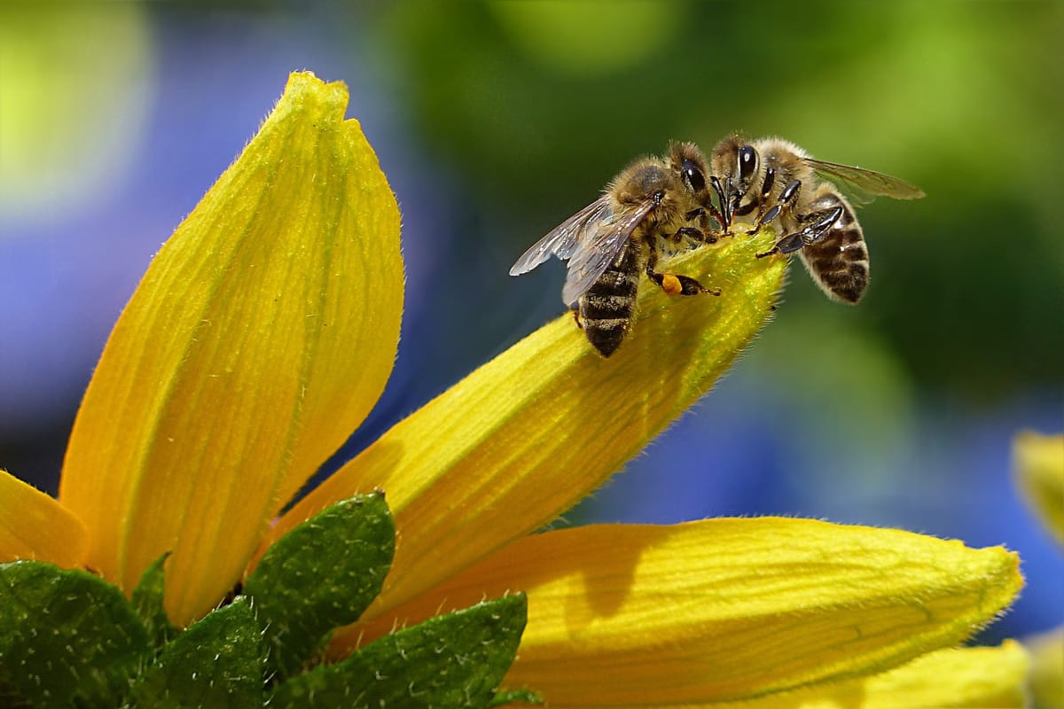 Due api impollinano un fiore giallo